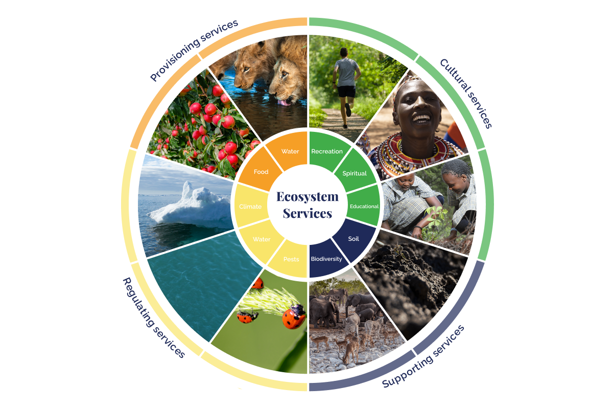 10 Vital ecosystem services sustaining life on Earth